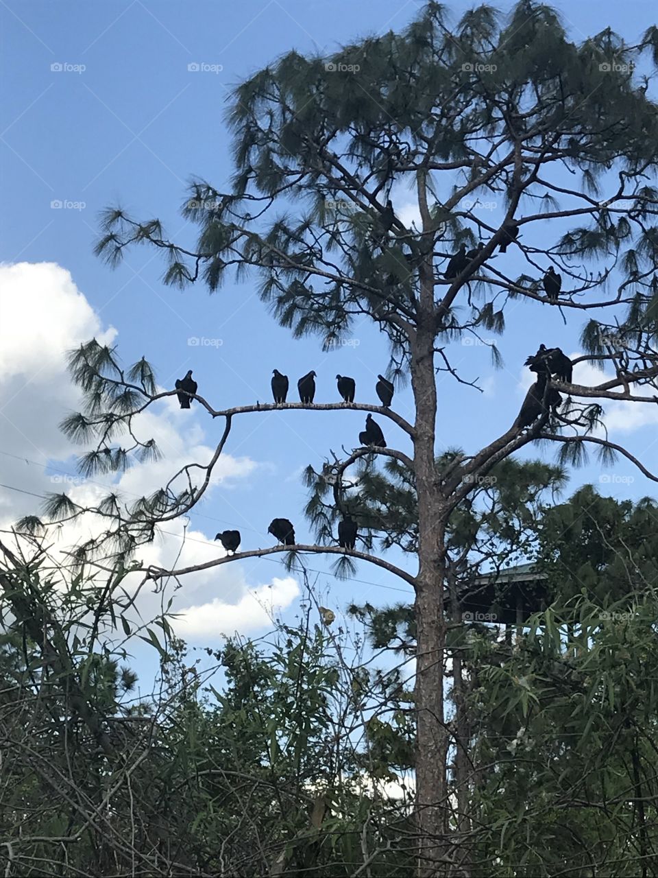 Vultures up high in the clear summer sky