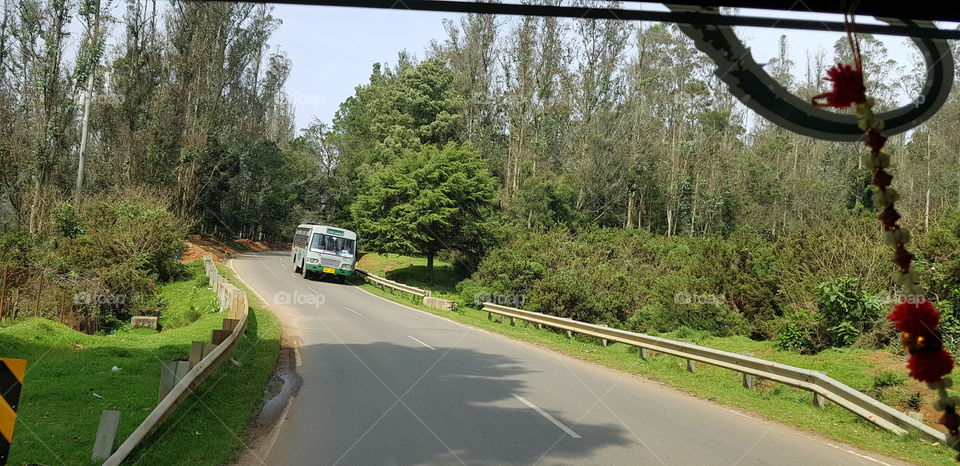 Road in middle of forest