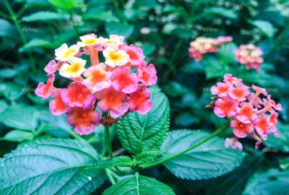 Flowering summer 