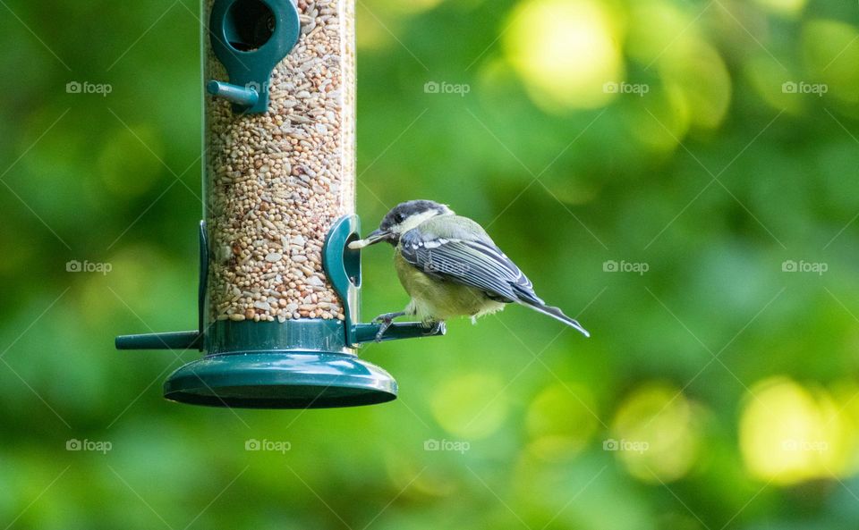 Bird at bird feeder