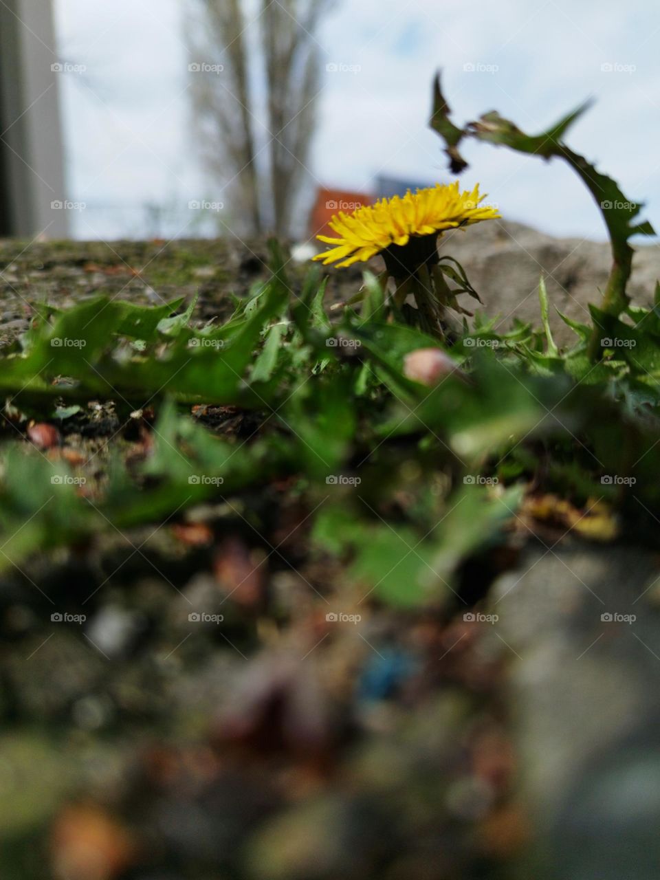 Low perspective în yellow plant