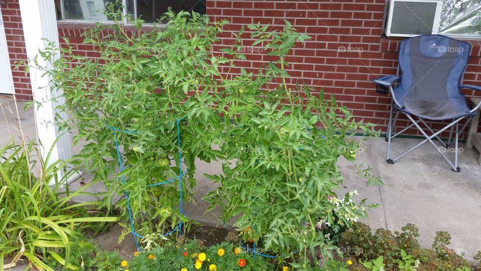 Tomato Plants