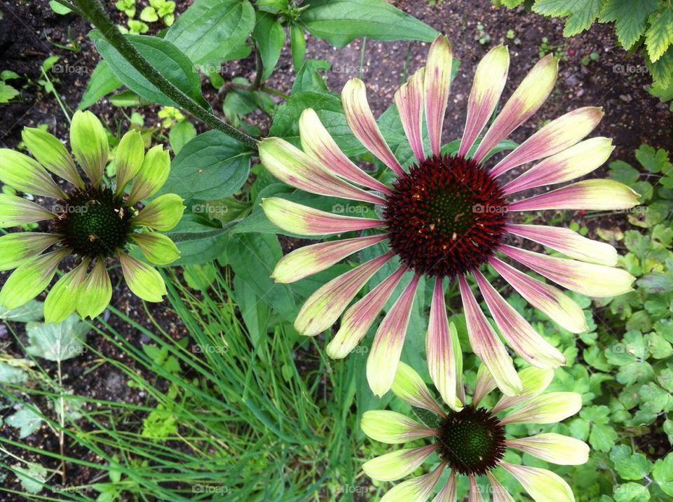 sweden garden flower solna by anetteaventyr