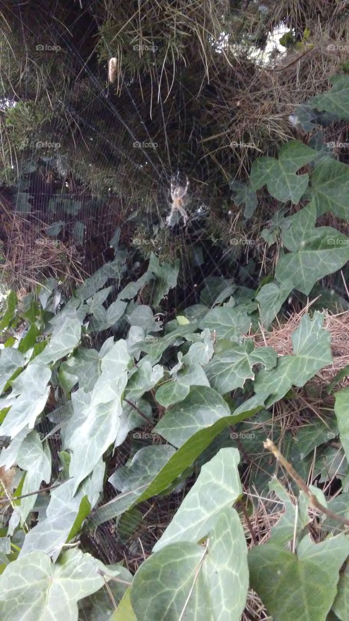 spider in a web