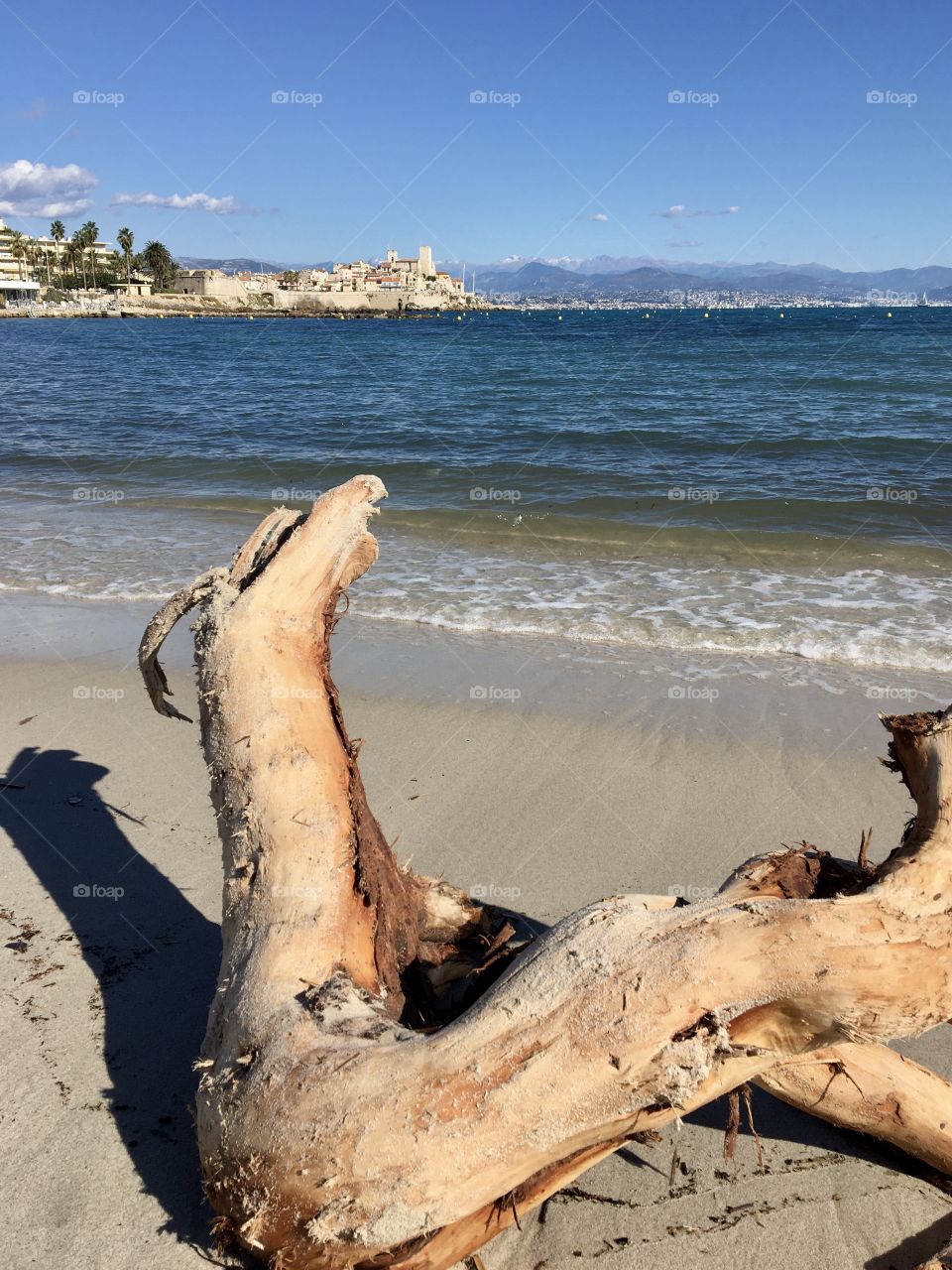 Tree trunk on the French Riviera beach