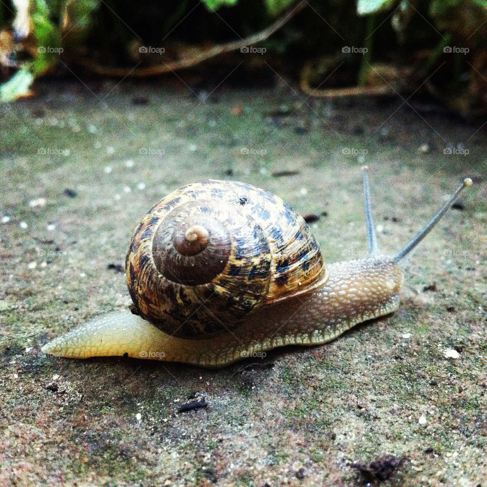 rain life snail bugs by lmtrent