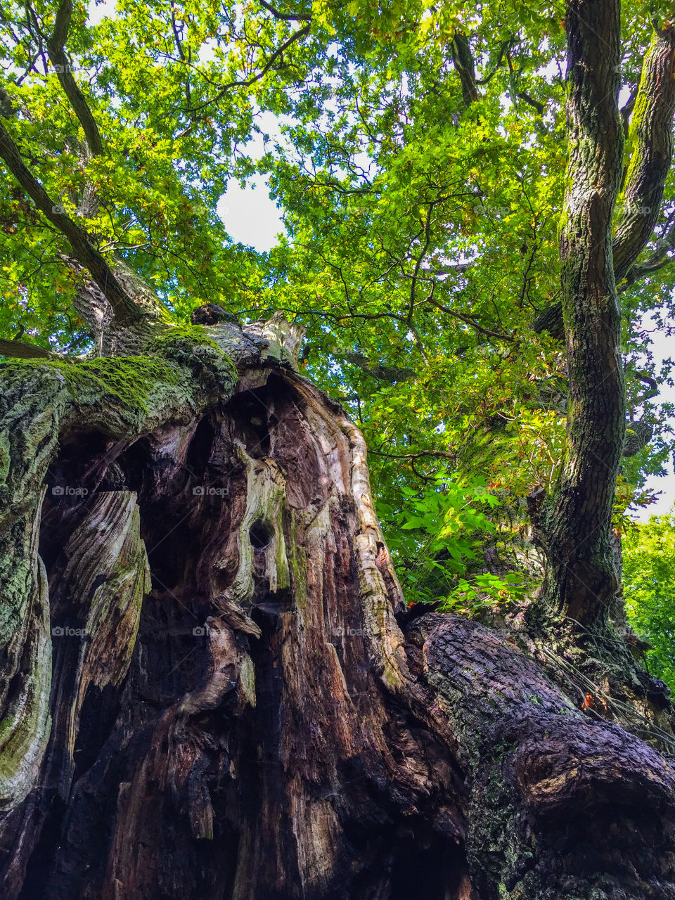 A big old Oak tree about thousand years old. At Bosjökloster in Sweden.