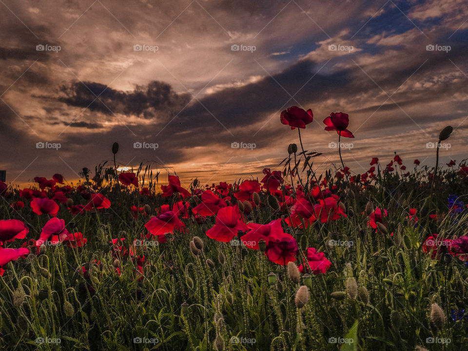 poppy field at sunset