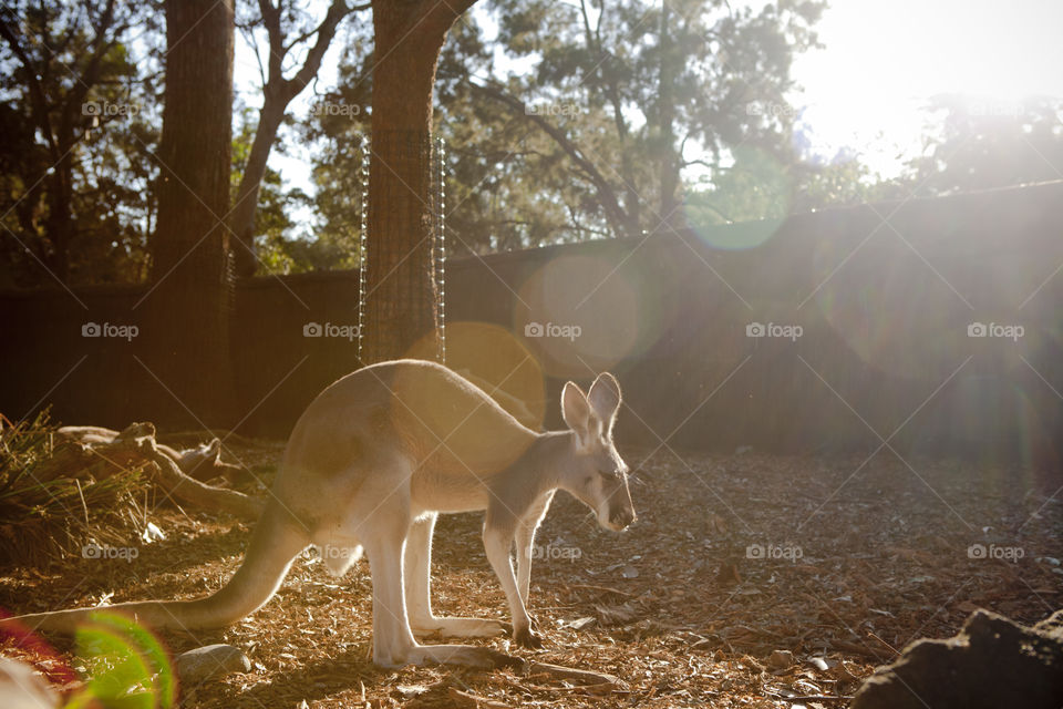 Exploring Australia, sun shining on the Kangaroo at Taronga Zoo