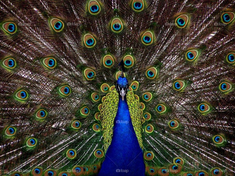 Peacock