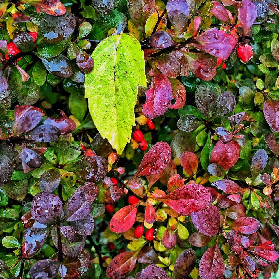 Fall colors and leaf