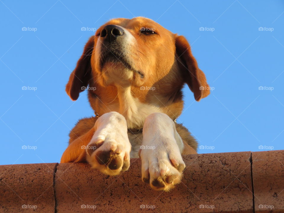 relaxing dog view from below