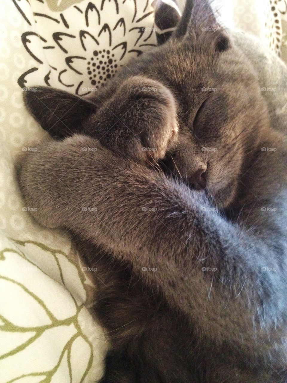 grey cat sleepy fur by lemonique