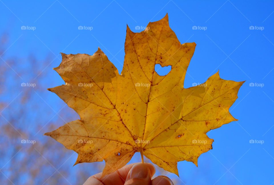 yellow leaf with heart in the hand blue sky background, love autumn