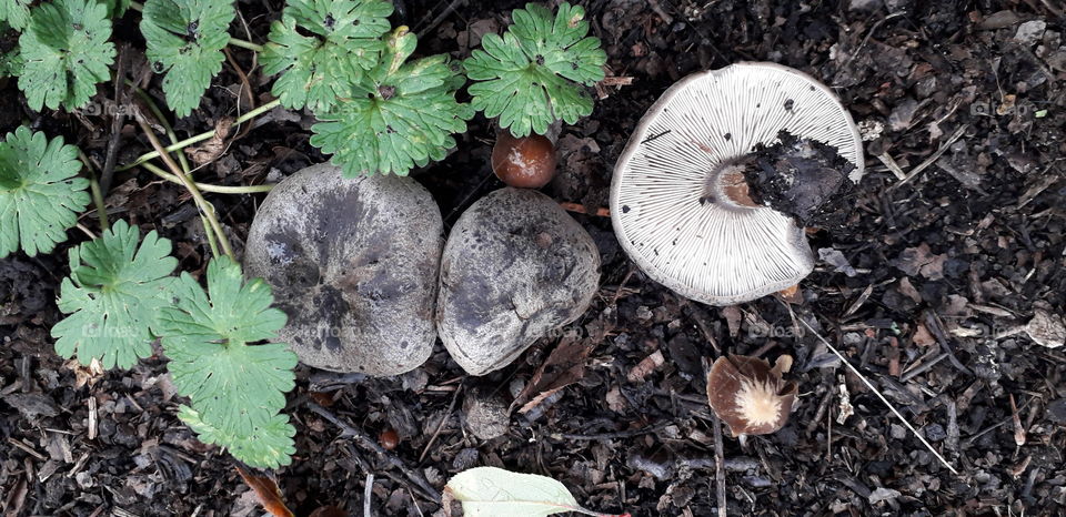 Mushrooms in the park