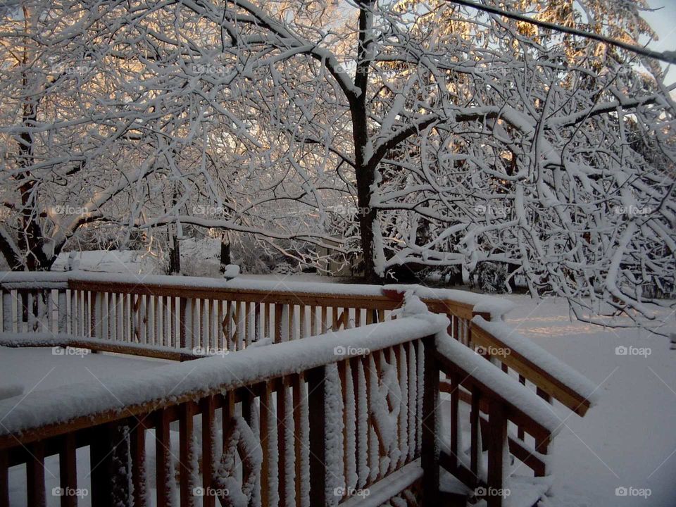 Beauty of snow, nature's finest creation