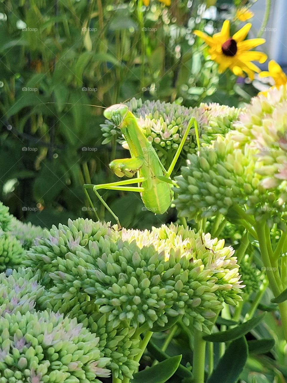 preying mantis