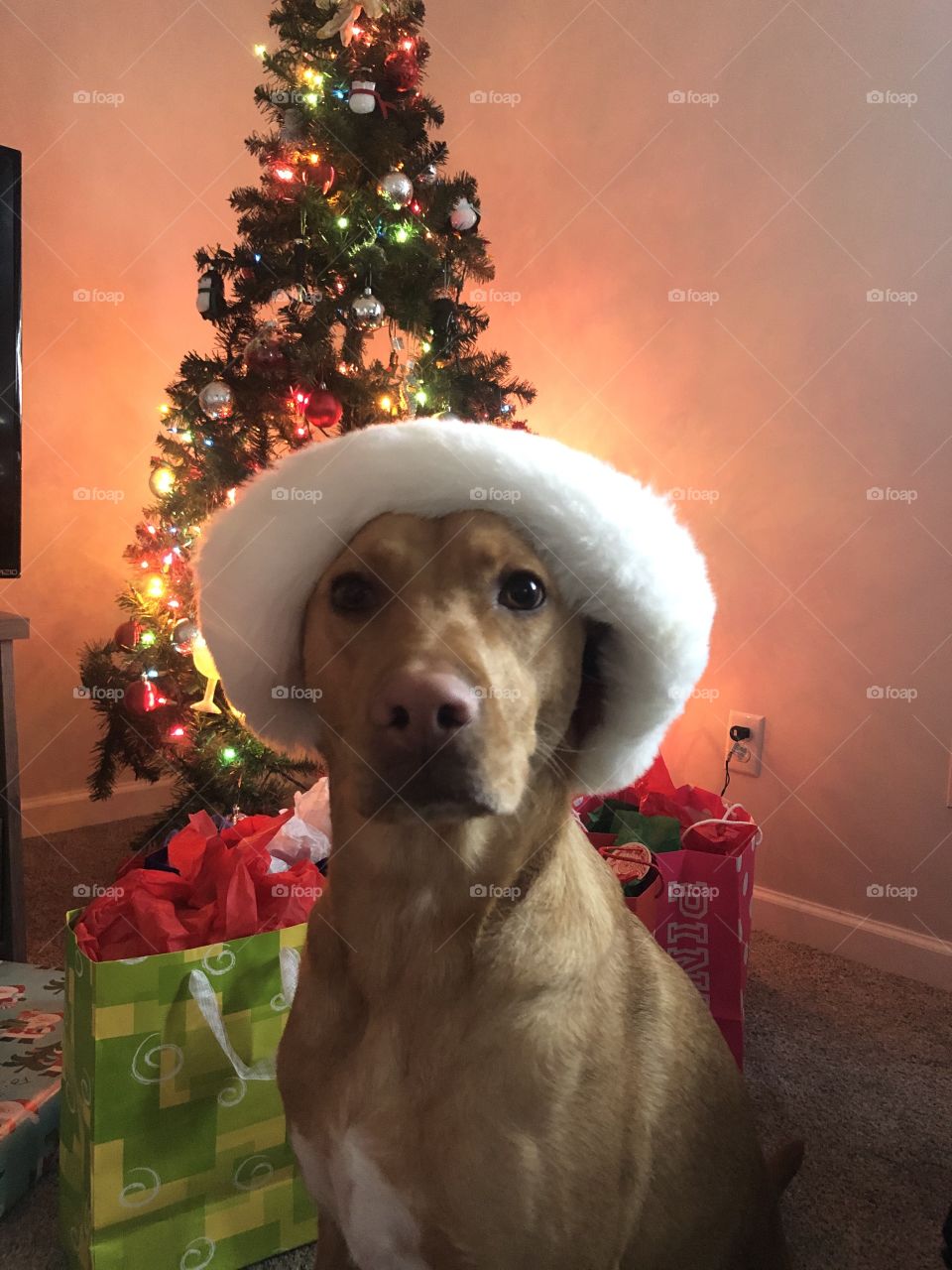 Christmas puppy