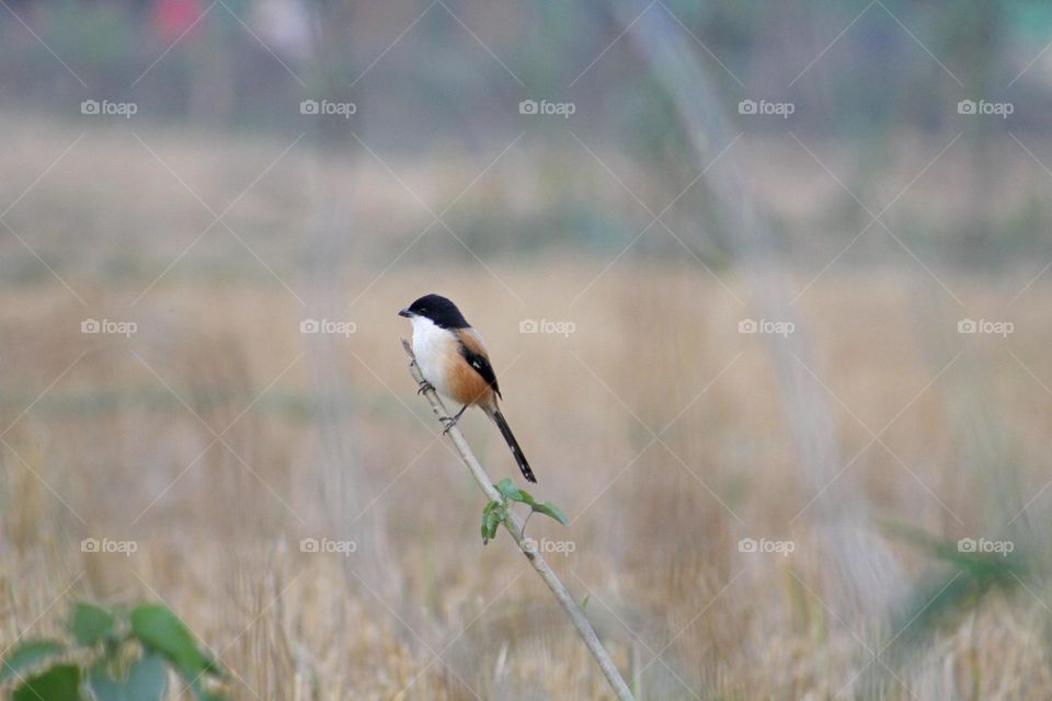 Long tailed sharike