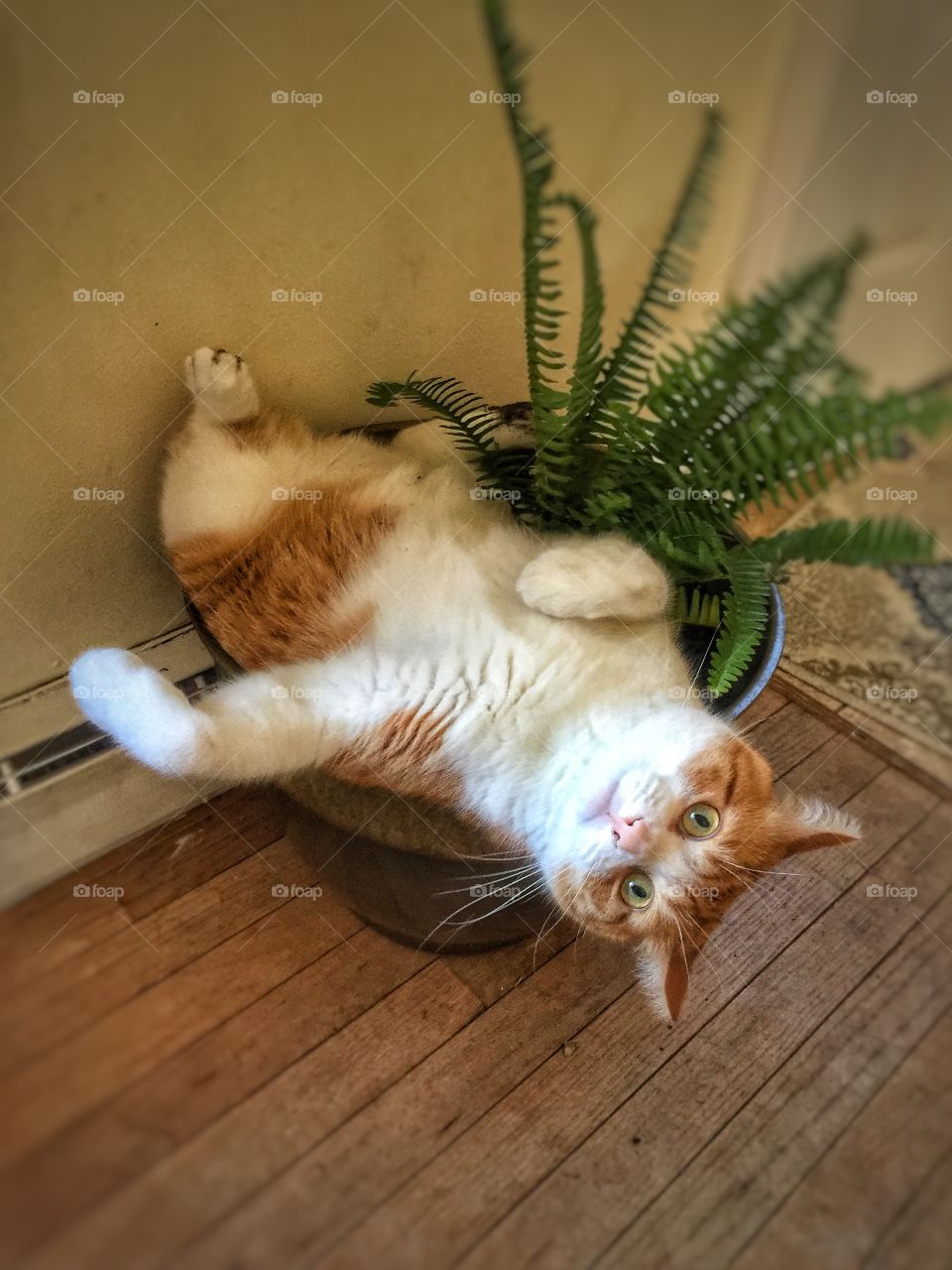 Gilbert the Cat being passive aggressive and destroying my plant because I didn't take him to Florida with  me and left him with my husband for 4 days 😉