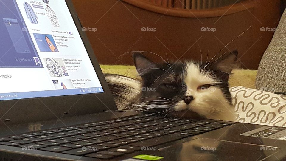 Sleeping cat on notebook