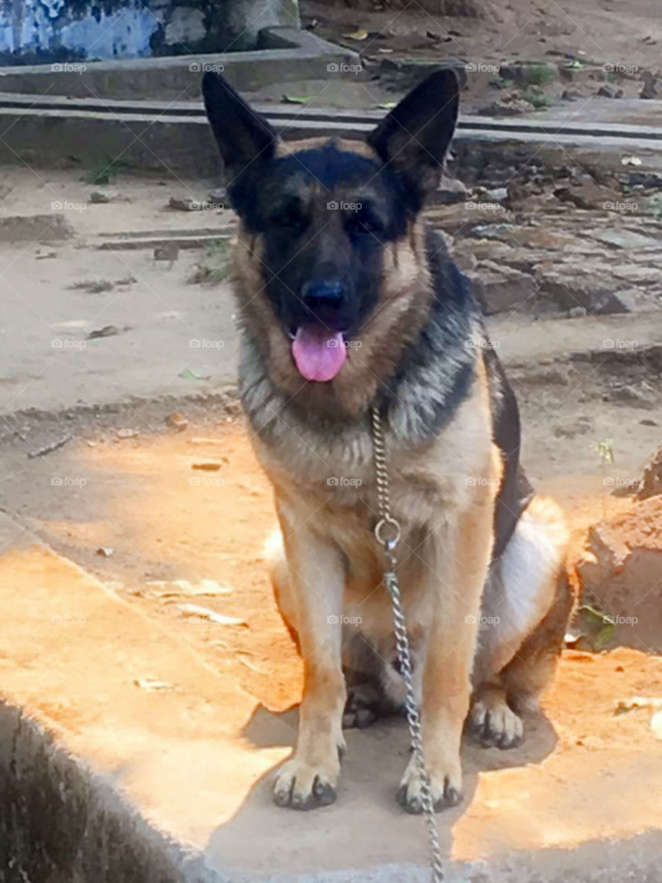 The German Shepherd breed is known for their aggressive behaviors and tendencies. In fact, they are often touted for this behavior and it is utilized to make good, strong guard dogs.They are highly intelligent breed and would need proper training.