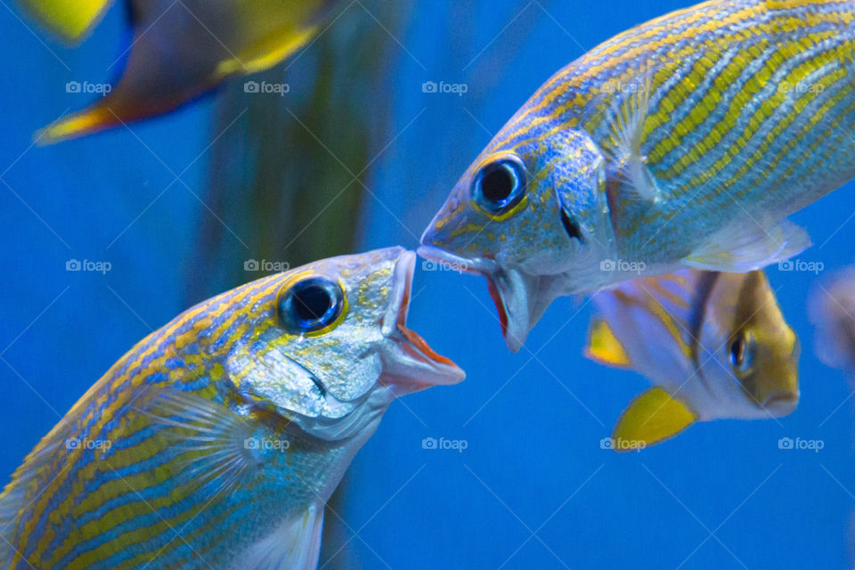 Eyes underwater 