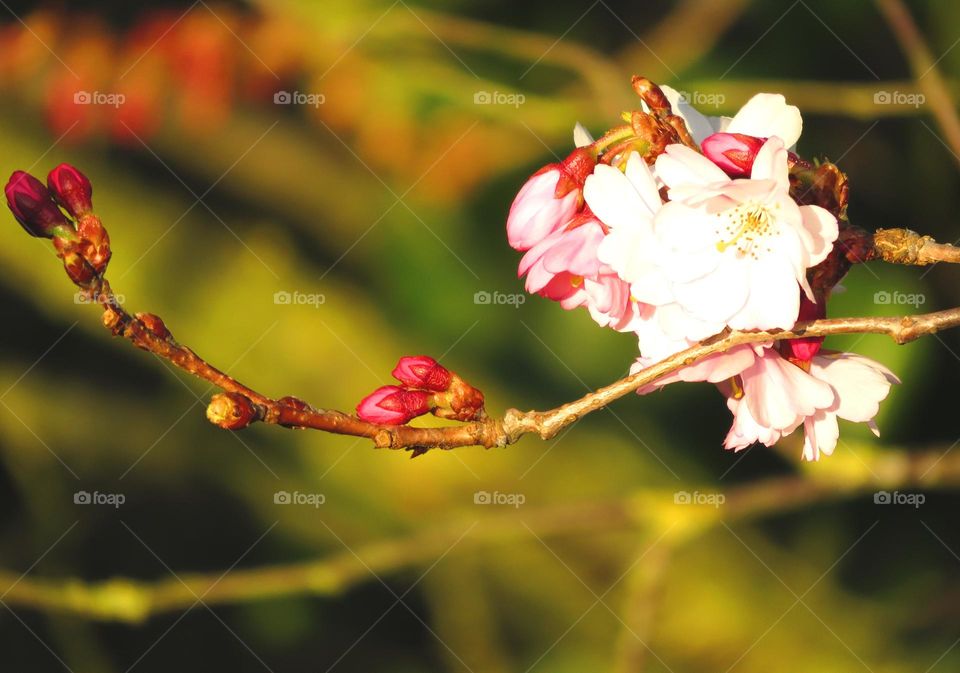 Spring blossom