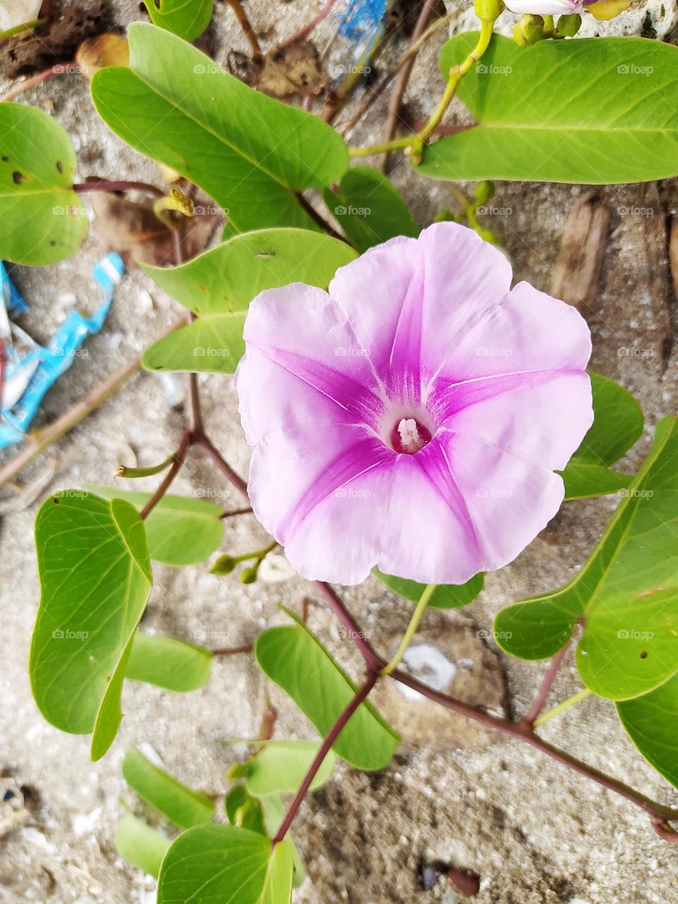 Ipomoea pes-caprae, in Indonesia called the katang katang or tread horse plant, grows on sandy beaches, the flowers are beautiful purple