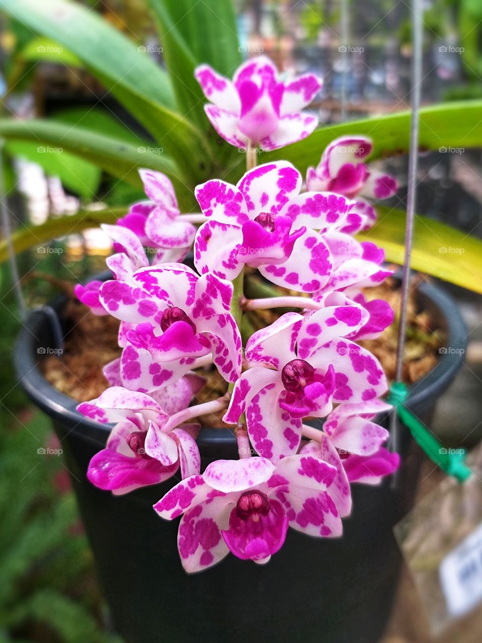 Rhynchostylis gigantea orchid. rare orchid.