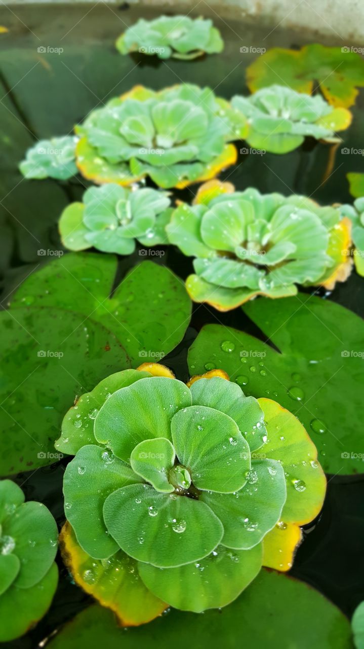 #flower #floral #flora #nature #tropical #leaf #greenleaves #garden #fairweather #park #outdoor #rainy #raindrops #elegant #pool #closeup #beautiful #botanical