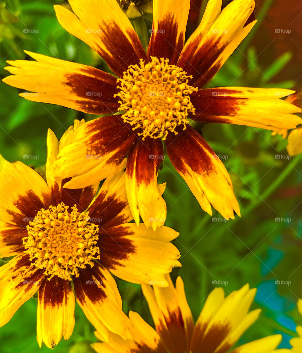 Red and yellow flower 