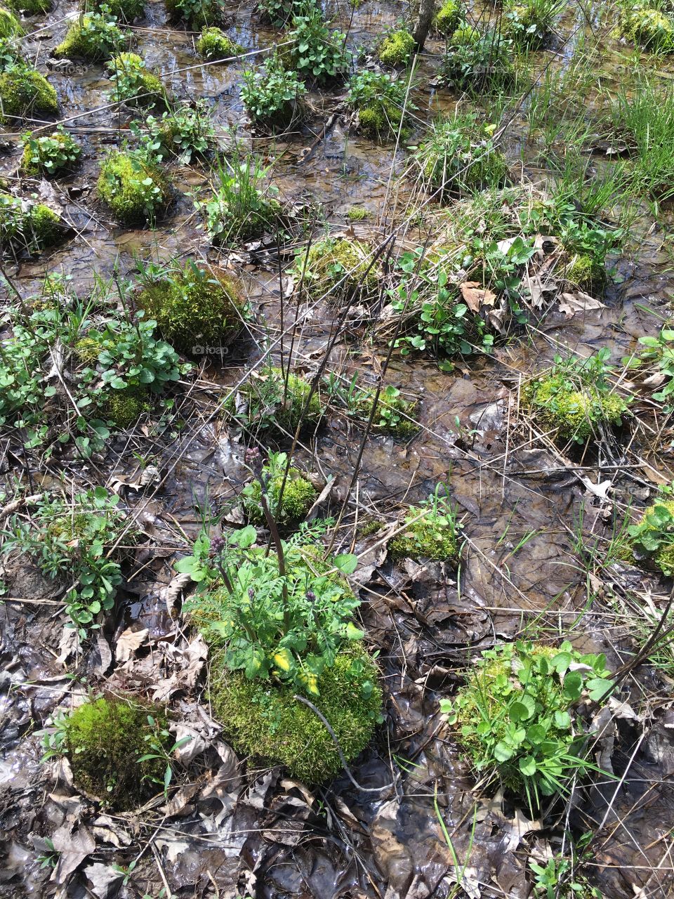 Boggy Marsh land in spring