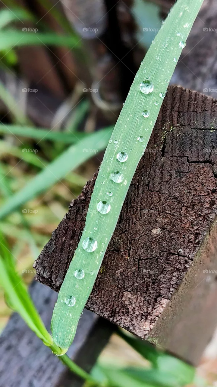raindrops