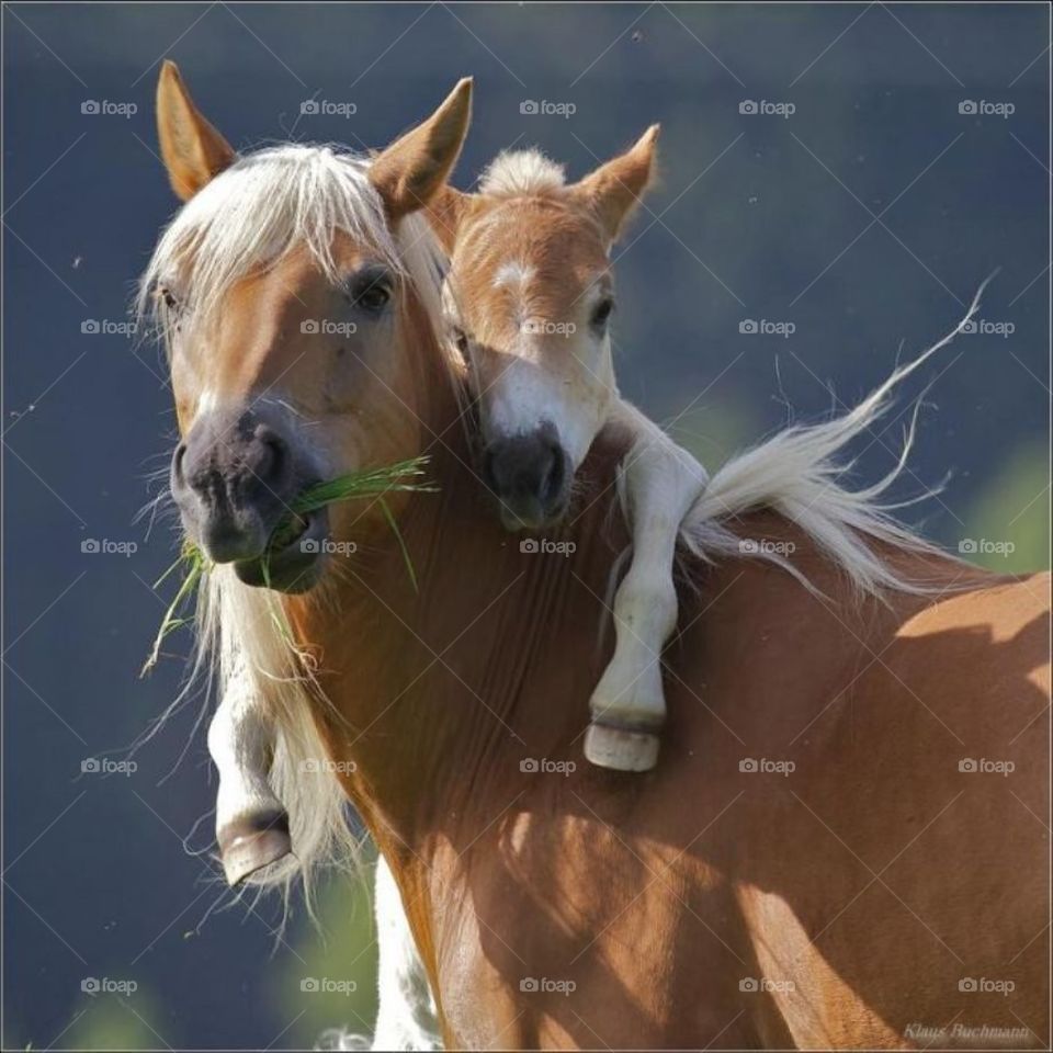 a baby horse rides