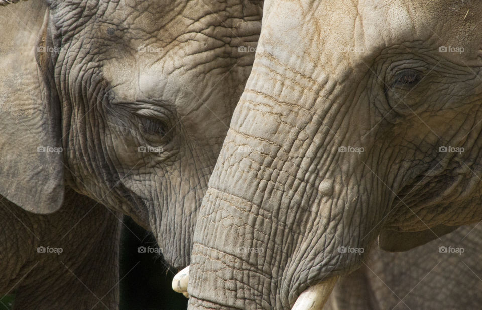 close-up of two elephants