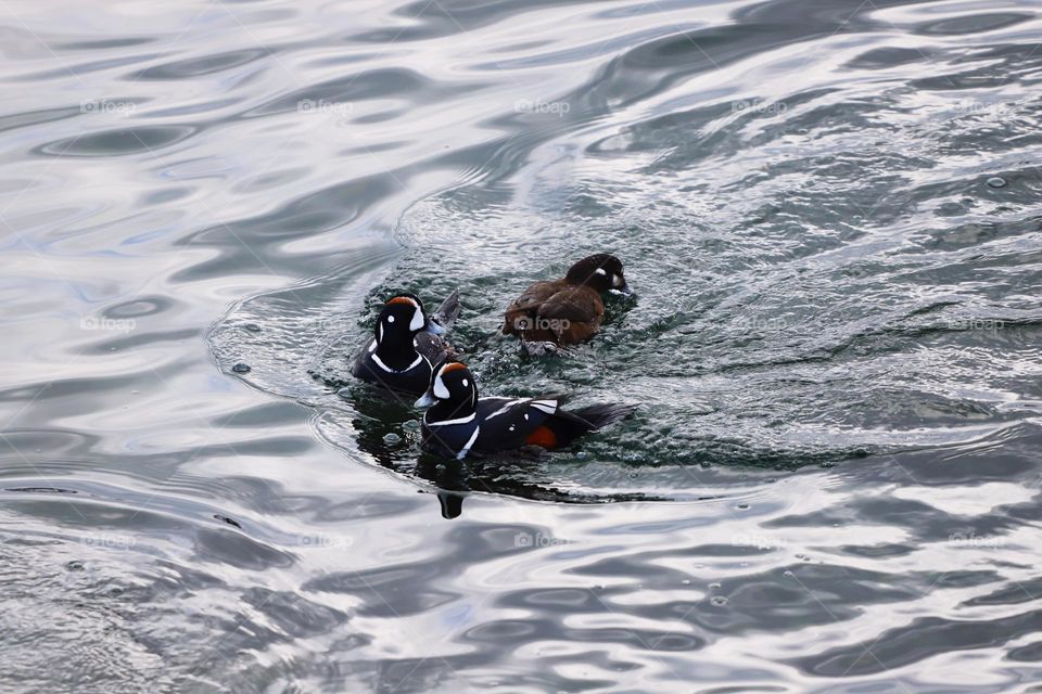 Harlequin ducks swimming in the ocean 