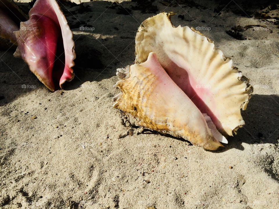 Big shells on sand 