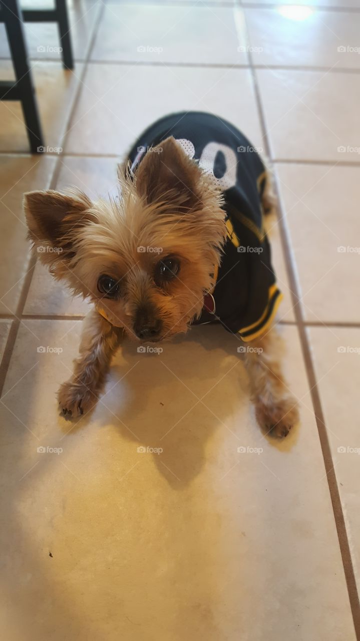 Mini Yorkie Steelers fan