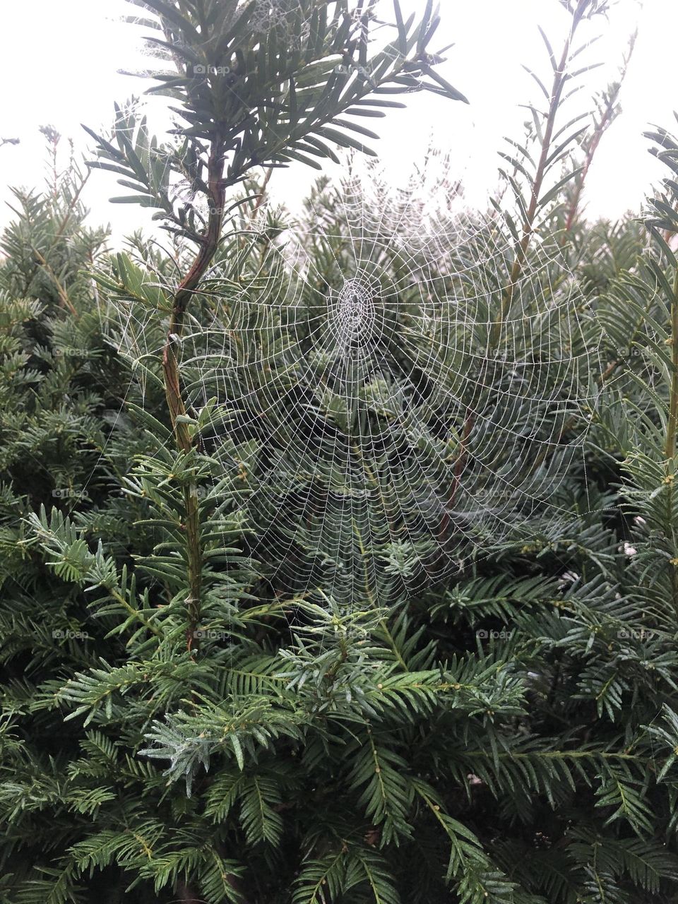 Spiders web