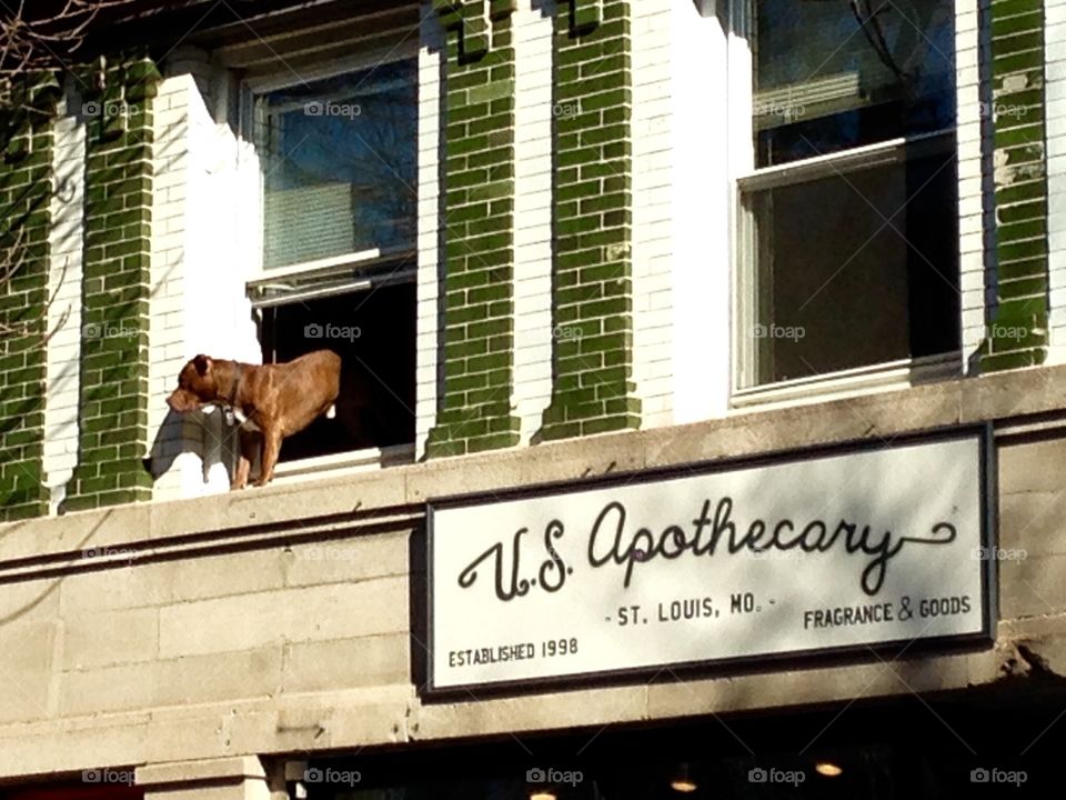 Doggie in the window. Scary