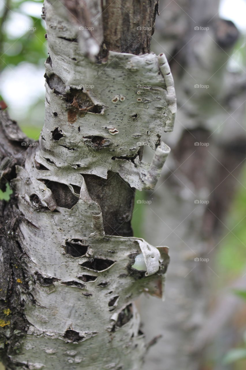 Peach tree with peeling bark 
