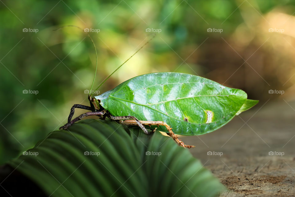 Leaf Grasshopper,  Pseudophyllus titan.