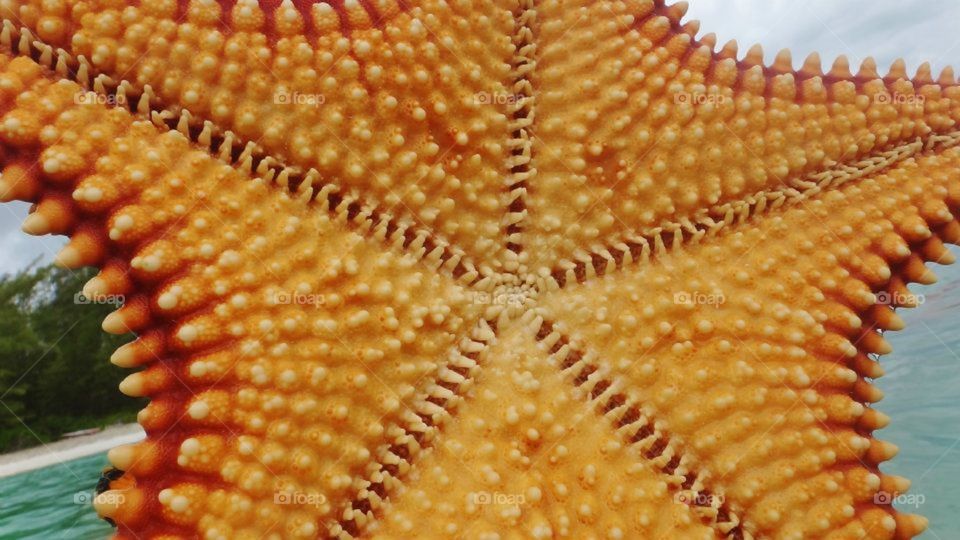 Underside of a starfish 