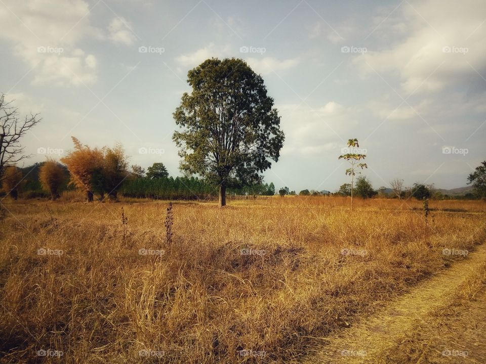 tree ,sky ,field ,landscape