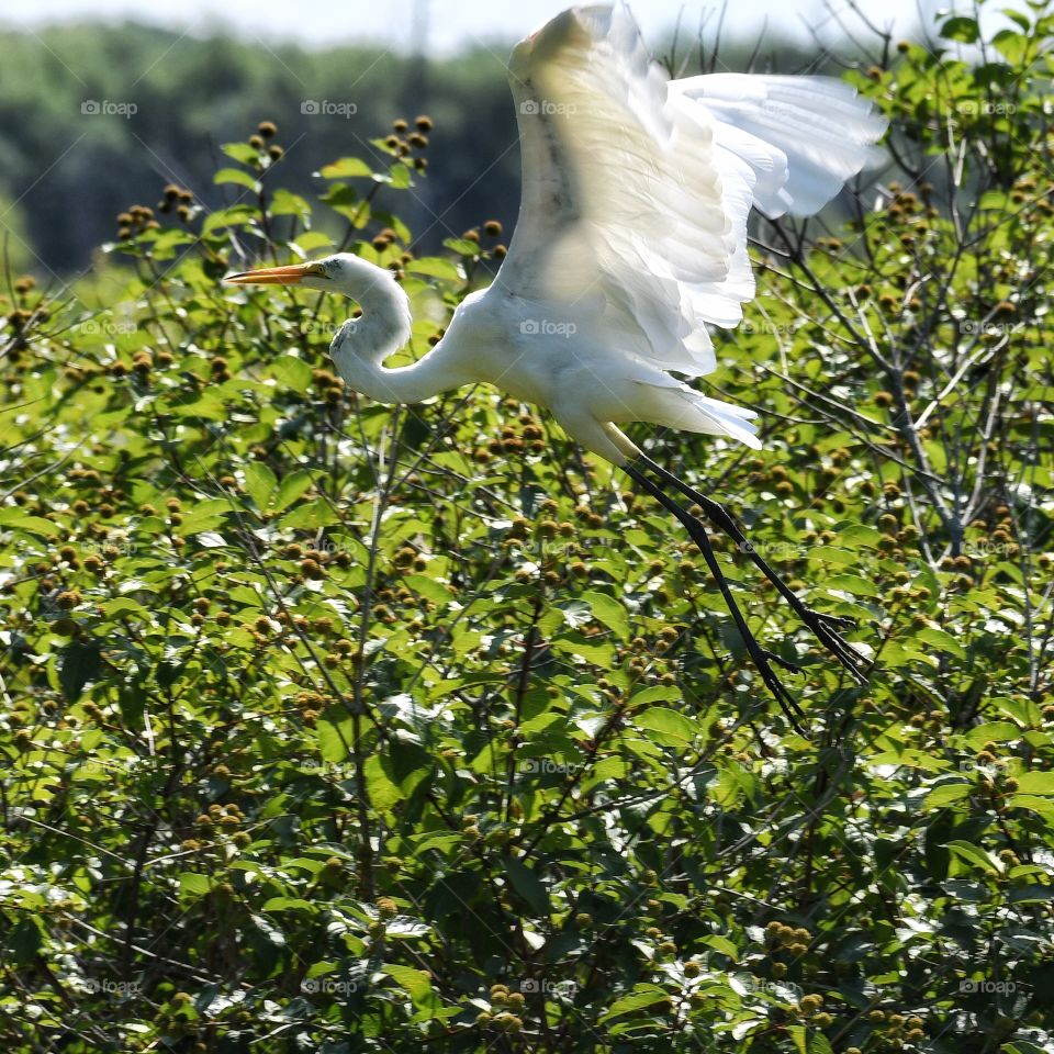 Great Egret in flight