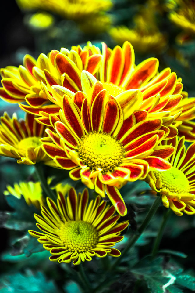 Flowers