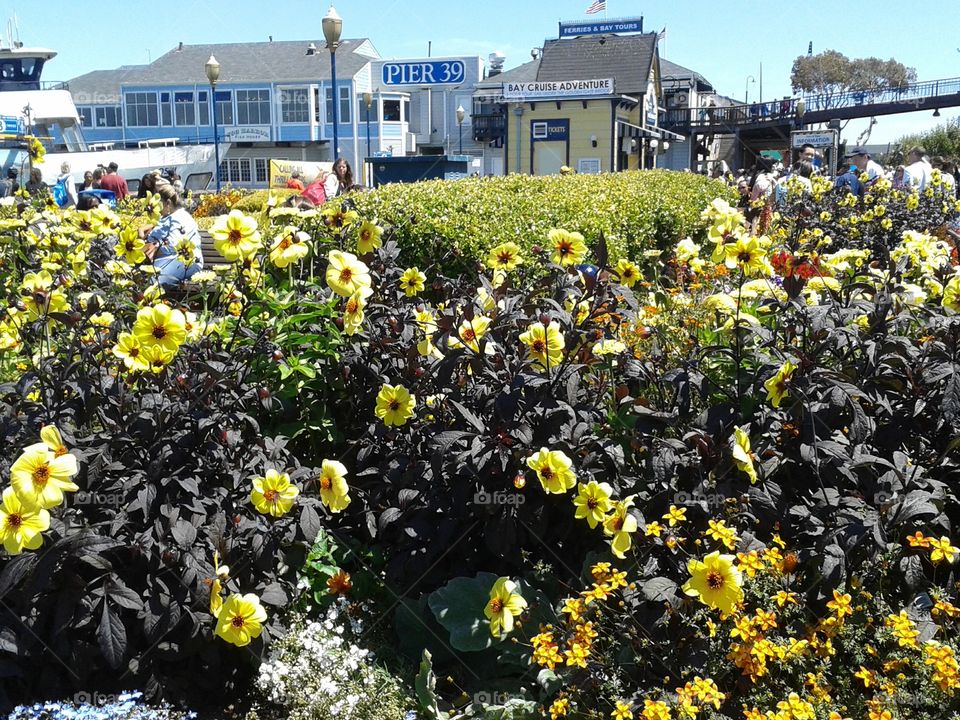 Pier 39, San Francisco 