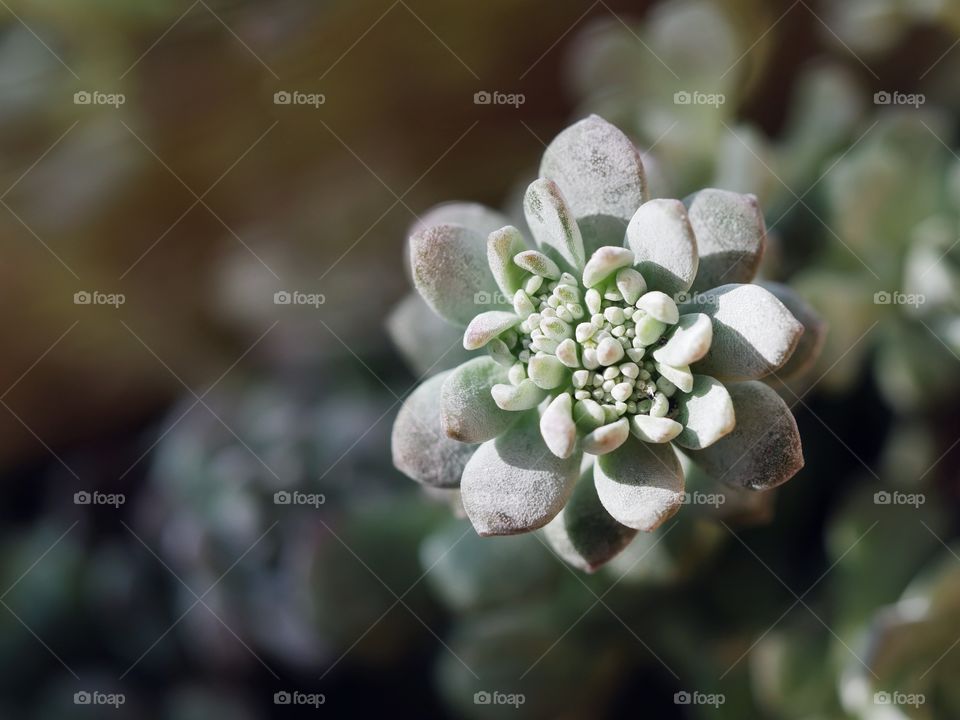 Extreme close up of succulent plant