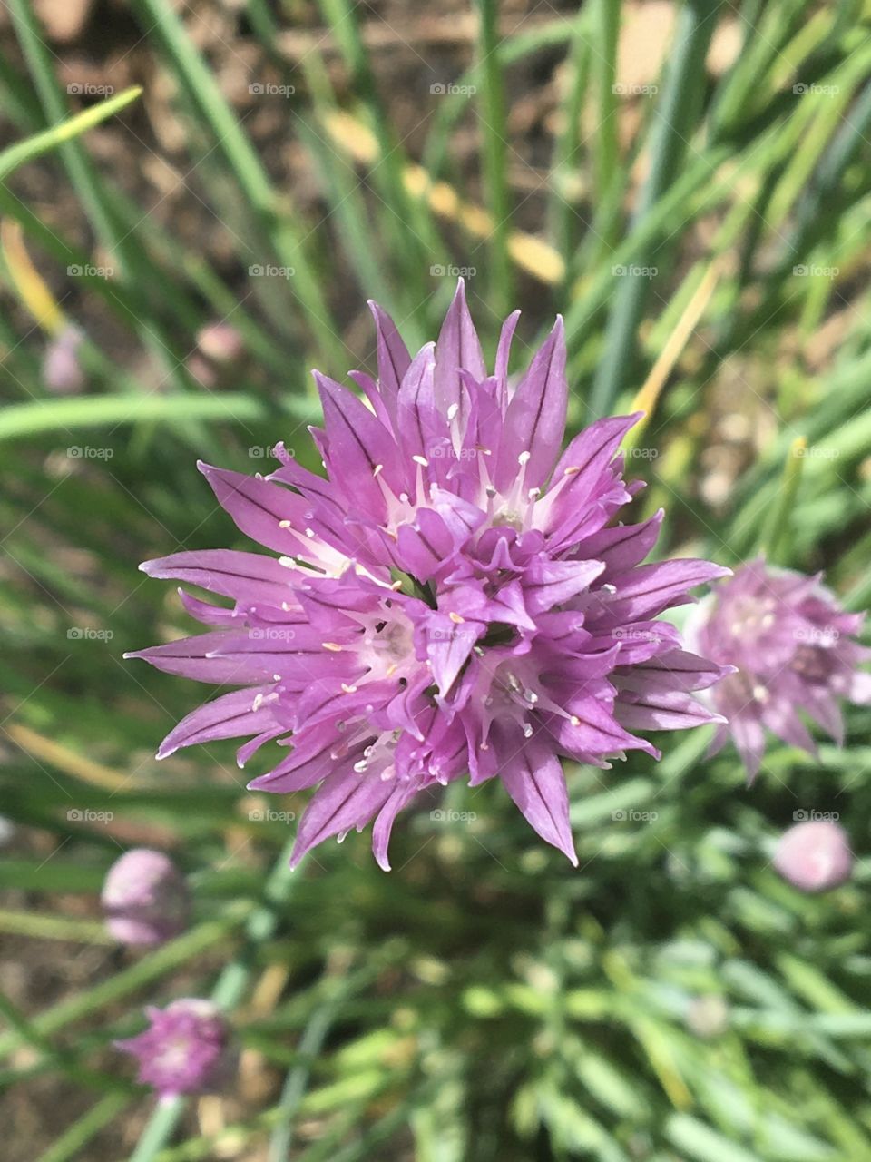 Chive flower